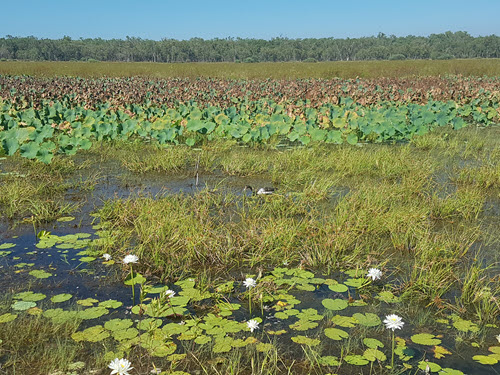 Billabong behind Aurora Kakadu resort