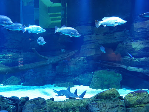 Cairns Aquarium