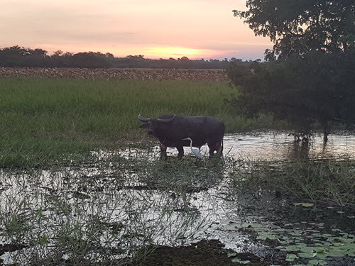 Buffalo in the Yellow Water billabong