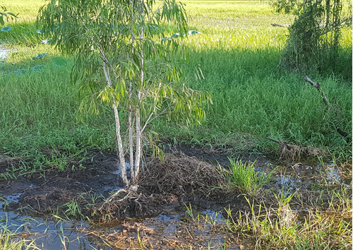 Nest of a Saltwater Crocodile