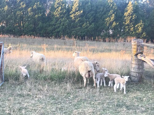 Ewe's with lamb enter a new field with fresh grass