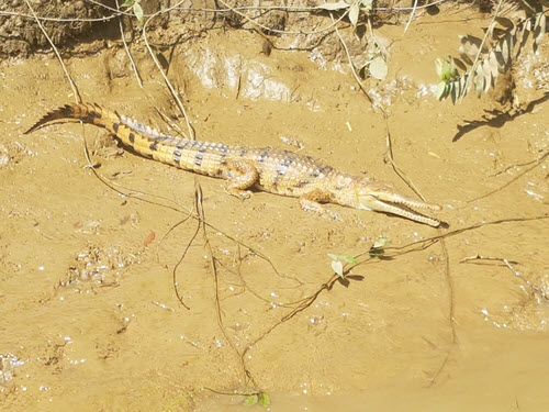 Unusual sighting of a Freshwater crocodile