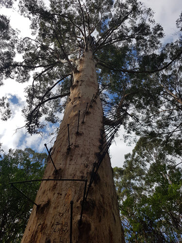 Gloucester Tree in Pemberton