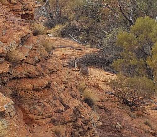 A nice Kangaroo on the path