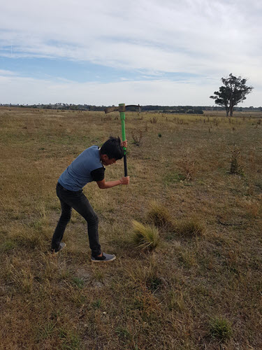 Leary removing Serrated Tussock