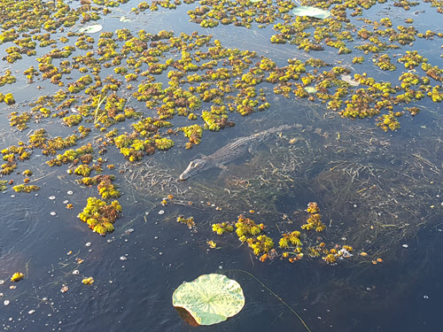 Saltwater Crocodile in South Alligator river