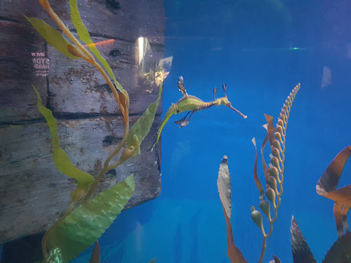Sea Dragon at the Sea Life Aquarium
