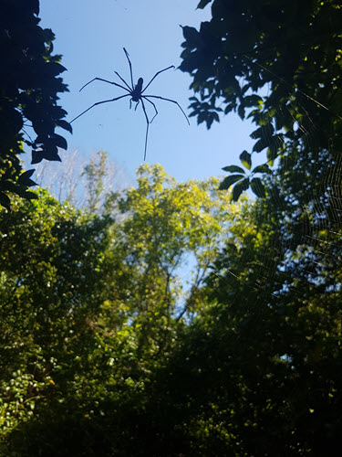 Spider along the Gungarre Walk