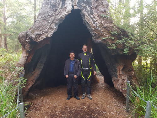 A very old Karri tree