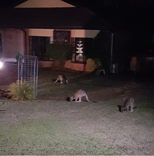 Kangaroo's visiting the Motel lawn foir a feed